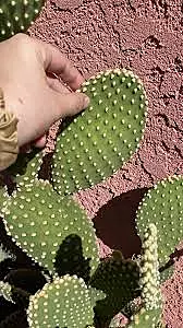 Smooth Prickly Pear Cactus