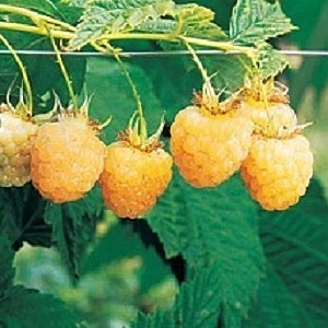 Anne Yellow Raspberry