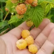 Anne Yellow Raspberry