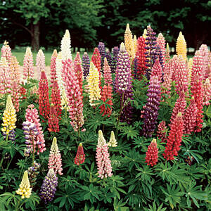 GALLERY MIX™ LUPINE (LUPINUS GALLERY MIX)