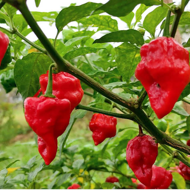 Ghee Chilli