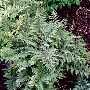 GHOST LADY FERN (ATHYRIUM FILIX-FEMINA 'GHOST&grave;)