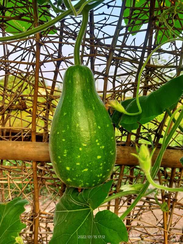 KUNDU SURAKKAI ROUND BOTTLE GOURD | குண்டு சுரைக்காய்