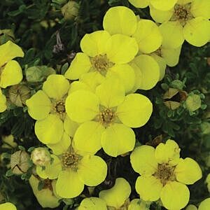 GOLD DROP POTENTILLA (POTENTILLA FRUTICOSA 'GOLD DROP')