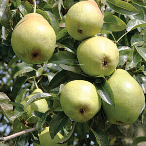 GOLDEN SPICE PEAR (PYRUS USSURIENSIS 'GOLDEN SPICE')