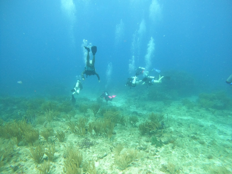 Fun Dive