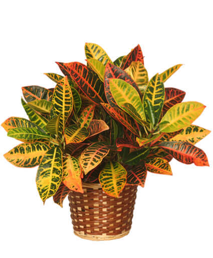 Garden croton