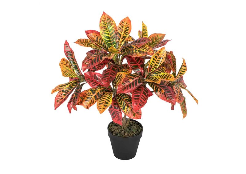 Garden croton