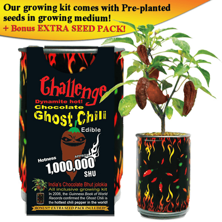 Chocolate Ghost Chili Growing Kit