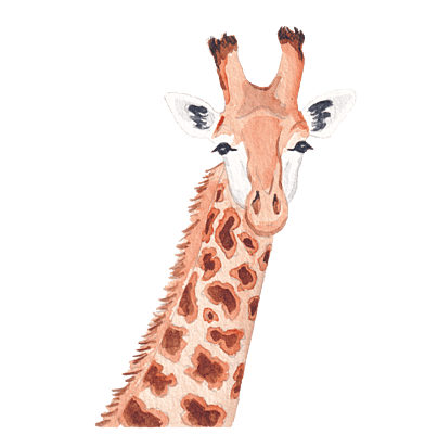 South African Giraffe
