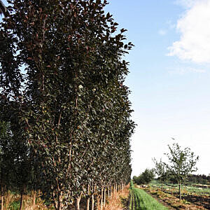 GLADIATOR ® CRAB (MALUS X ADSTRINGENS 'DURLEO')