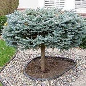 GLOBE BLUE SPRUCE TOP GRAFTED (