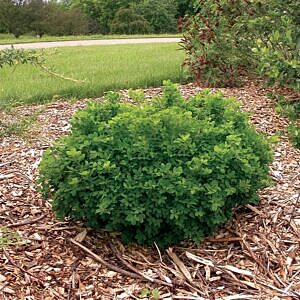 GLOBE CARAGANA (CARAGANA FRUTEX 'GLOBOSA')