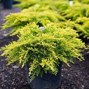 GOLD COAST JUNIPER (JUNIPER CHINENSIS 'GOLDCOAST')