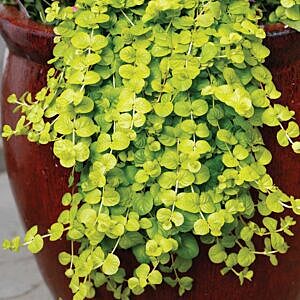 GOLDEN CREEPING JENNY (LYSIMACHIA NUMMULARIA 'GOLDI')