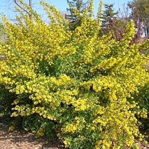GOLDEN FLOWERING CURRANT (RIBES AUREUM)
