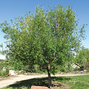 GOLDEN WILLOW (SALIX ALBA 'VITELLINA')