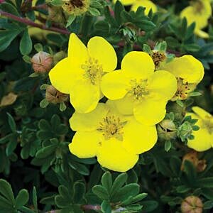 GOLDFINGER POTENTILLA (POTENTILLA FRUTICOSA 'GOLDFINGER')