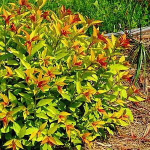 GOLDFLAME SPIREA (SPIRAEA JAPONICA 'GOLDFLAME')