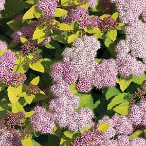 GOLDMOUND SPIREA (SPIRAEA JAPONICA 'GOLDMOUND')