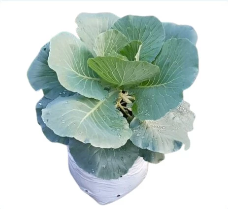 Gowa Kola (250gm)