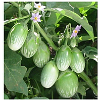GREEN BRINJAL  | பச்சை கத்தரிக்காய்