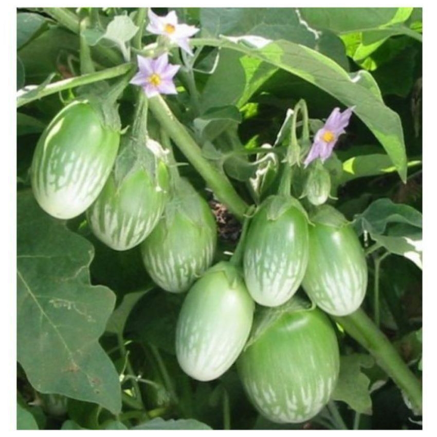 GREEN BRINJAL  | பச்சை கத்தரிக்காய்