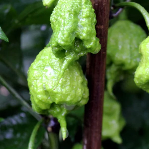 Green Carolina Reaper Pepper Powder - Fine Ground Carolina Reaper Chili Peppper Powder (Sizes)