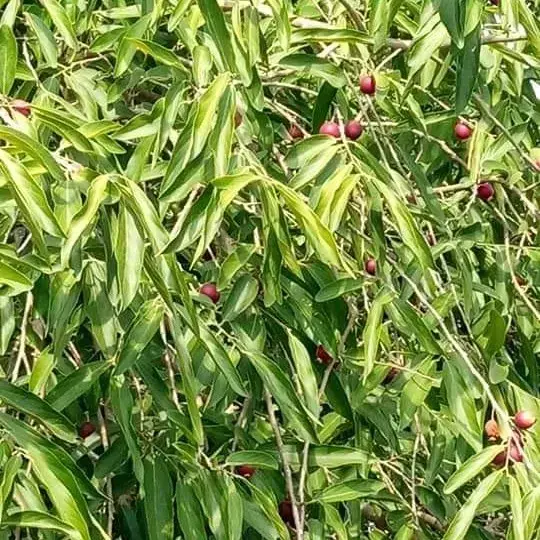 Alinji tree | அழிஞ்சி