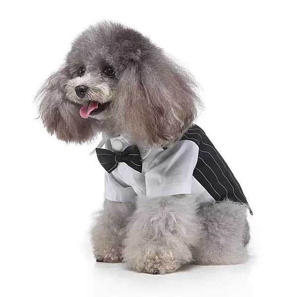 Dog Tuxedo Wedding Dress Pattern Cross-Border