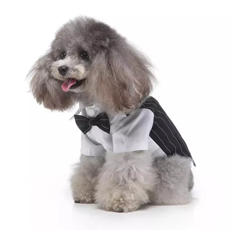 Dog Tuxedo Wedding Dress Pattern Cross-Border