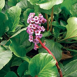 HEART LEAF BERGENIA (BERGENIA CORDIFOLIA)