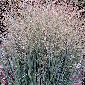 HEAVY METAL SWITCH GRASS (PANICUM VIRGATUM 'HEAVY METAL')