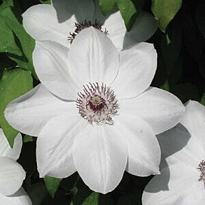 HENRY CLEMATIS VINE (CLEMATIS 'HENRYI")