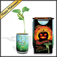 Natures Greeting grow kit "Happy Halloween" | Happy Halloween plant