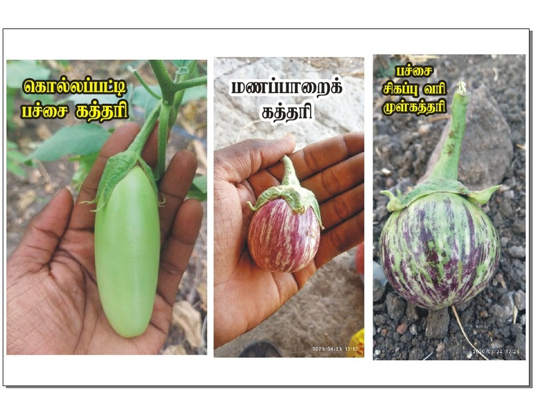 Red & Green Striped Brinjal | சிகப்பு பச்சை வரி கத்தரி