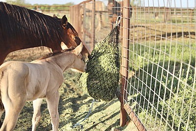 Hay Chix Half Bale Net