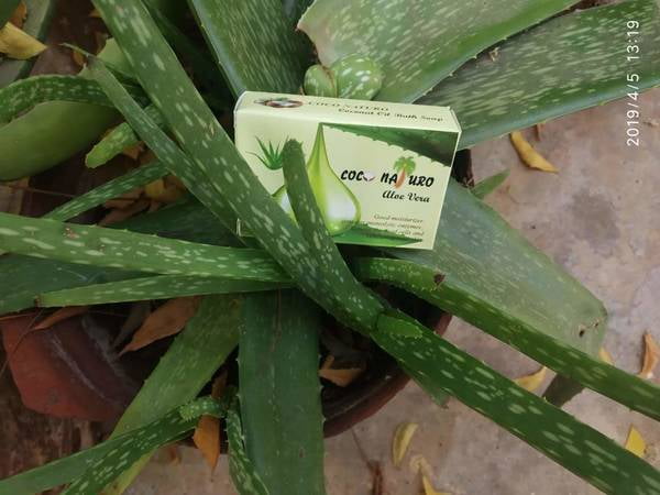 Coconaturo handmade Aloevera herbal soap Coconaturo handmade Aloevera herbal soap