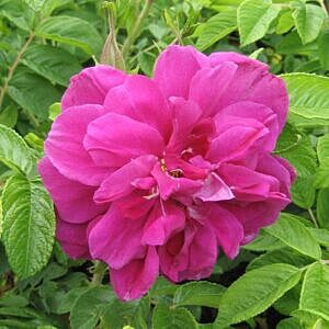 HANSA ROSE (ROSA 'HANSA')