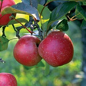 HARCOURT APPLE (MALUS X 'HARCOURT')