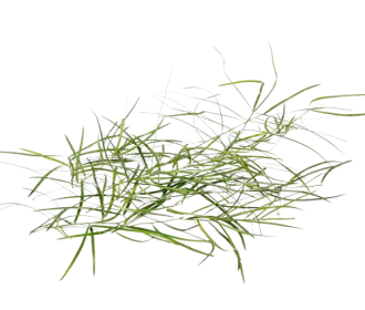 Hathawariya (200gm)
