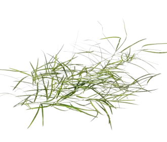 Hathawariya (200gm)