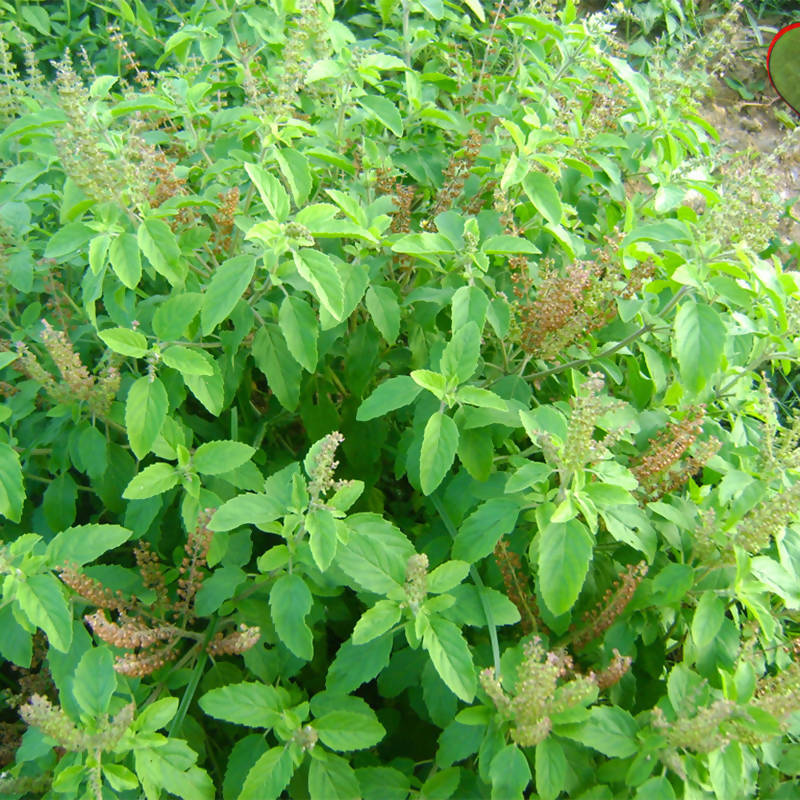 Thulasi Seed | துளசி விதை