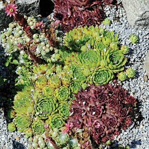 HENS & CHICKS MIX (SEMPERVIVUM SPECIES) HENS & CHICKS MIX (SEMPERVIVUM SPECIES)