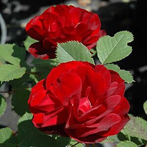 HOPE FOR HUMANITY ROSE (ROSA 'HOPE FOR HUMANITY ROSE')