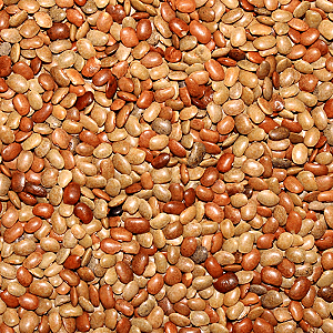 Horse Gram - Kollu