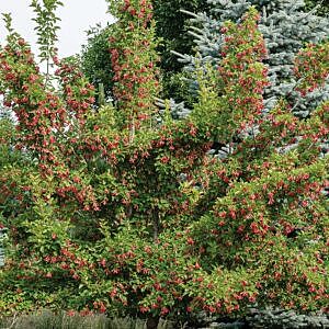 HOT WINGS MAPLE (ACER TATARICUM 'GARANN')