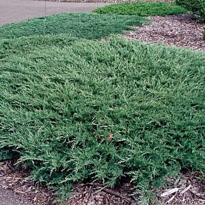 HUGHES JUNIPER (JUNIPERUS HORIZONTALIS 'HUGHES')