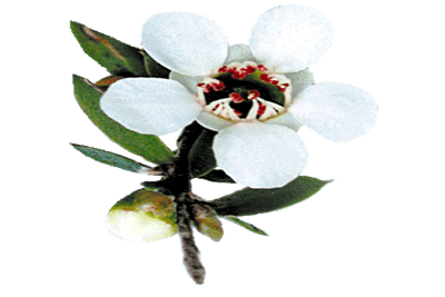 Huile essentielle de Manuka