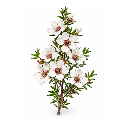 Huile essentielle de Manuka